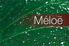 meloe-web