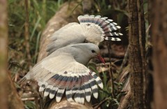 Rhynochetus jubatus Cagou photo Province Sud Martial Dosdane